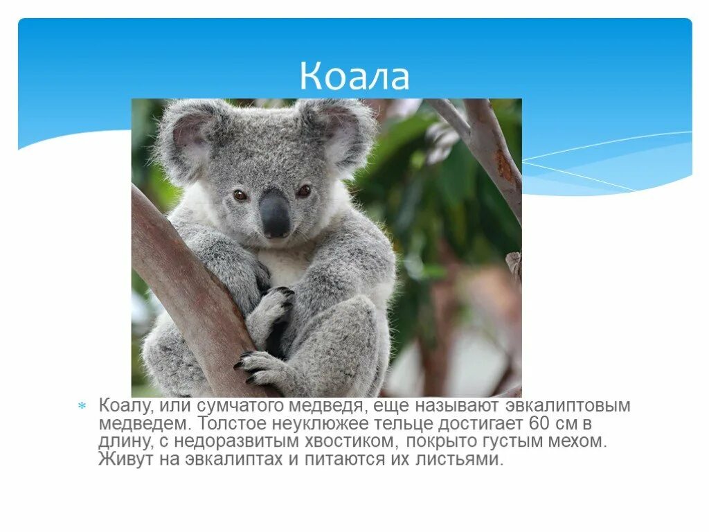 Где обитают коалы на каком материке