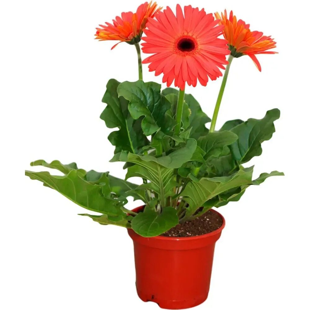 Минигербера хаги. Гербера торрес. Герберы разноцветные букет. Гербера разноцветная. Гербера самарканд.