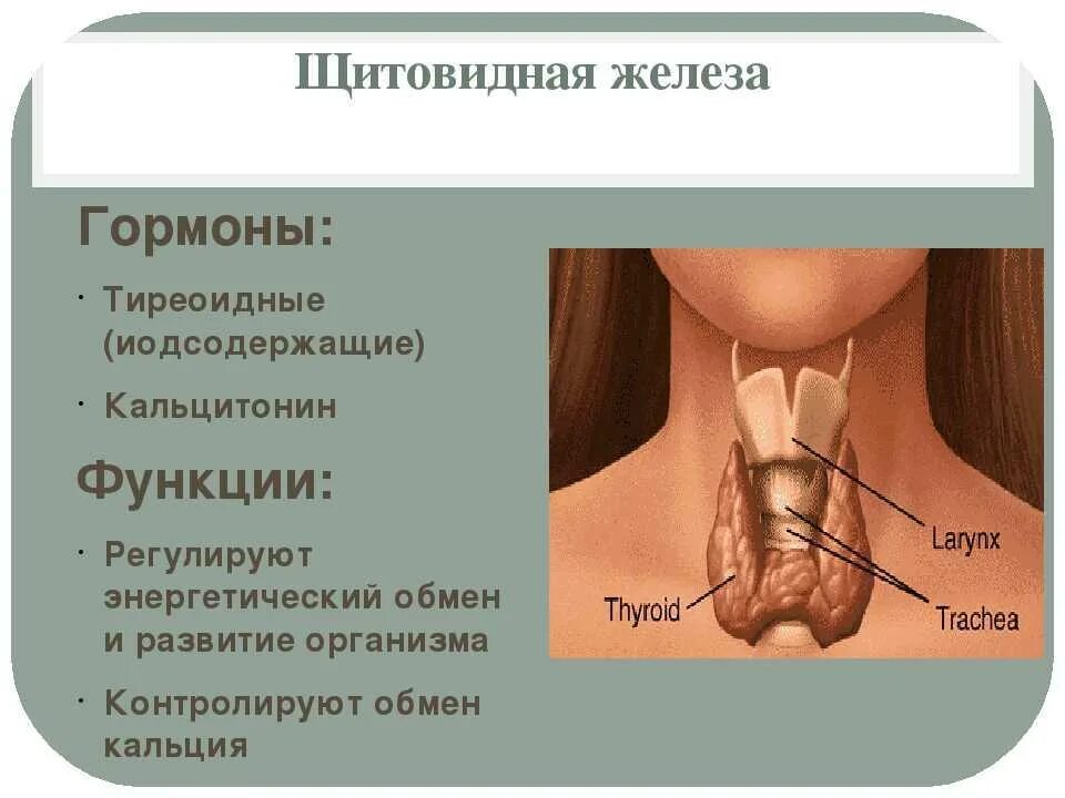 В какую систему входит щитовидная железа