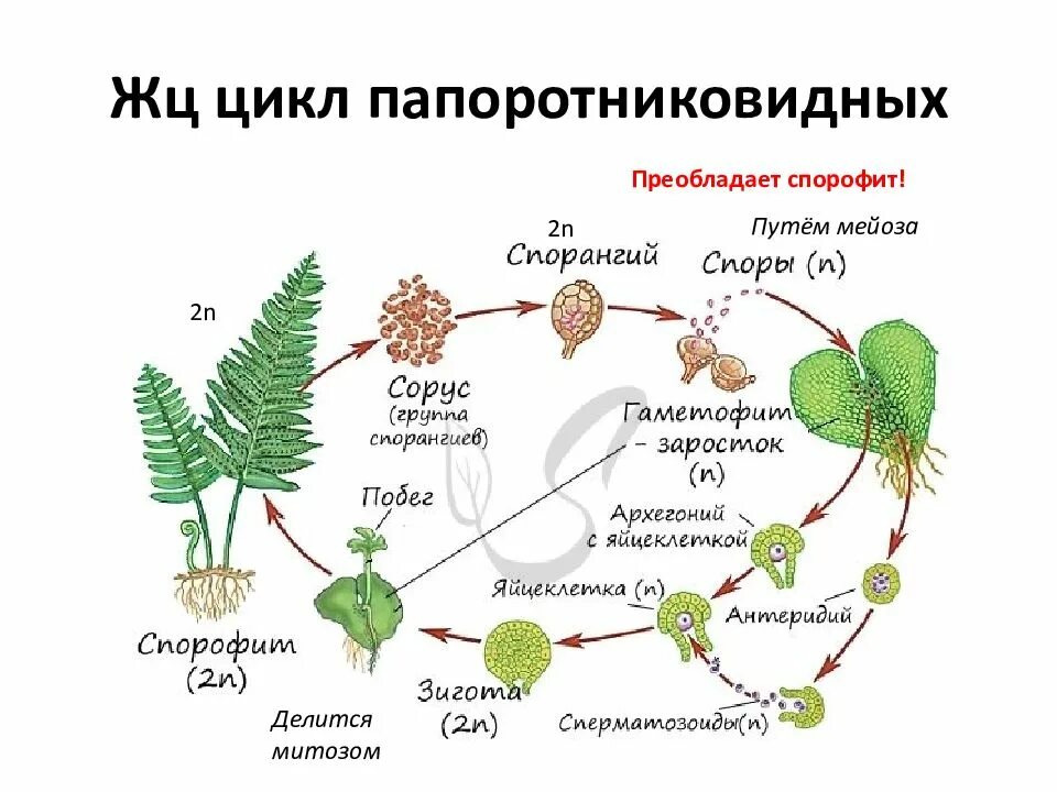 Циклы развития высших споровых растений. Цикл папоротника спорофит. Схема цикла споровых растений. Цикл развития высших споровых растений схема. Споры развиваются на побегах