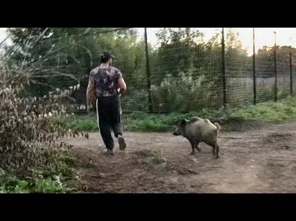 Снимать кабанов