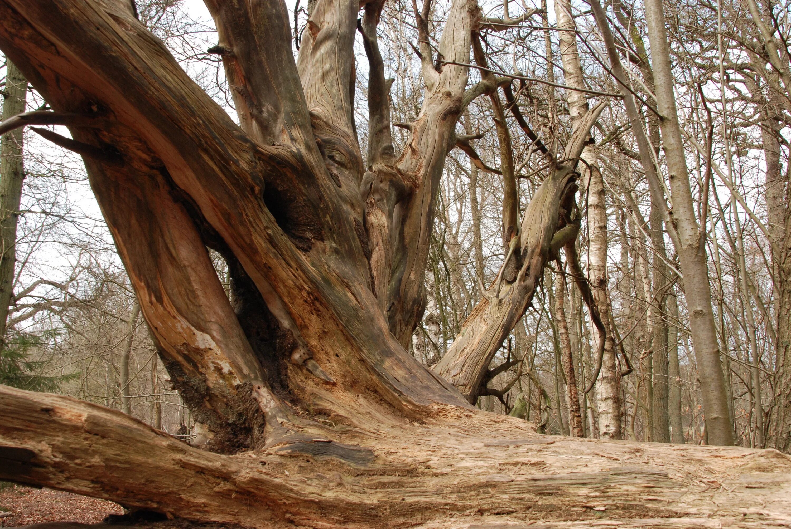 Ветвистое дерево с корнями. Дерево с торчащими корнями. Укрытие из корней. Дерево с торчащими корнями. Дерево с торчащими корнями.