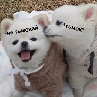 Песня песик с маленьким носиком