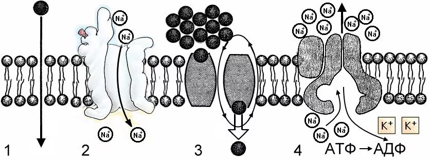 Какой вид мембранного транспорта показан на рисунке. Клеточная мембрана облегченная диффузия. Транспорт веществ через клеточную мембрану картинки. Мембранный транспорт веществ схема. Транспорт веществ через мембранные каналы.