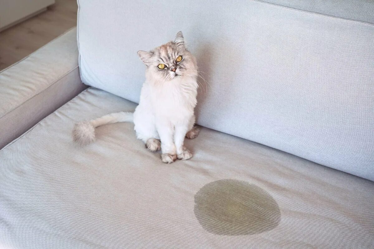 Кошка гадит на кровать что делать. Кот на диване. Котик на диване. Кот на матрасе. Котенок пописал на диван.