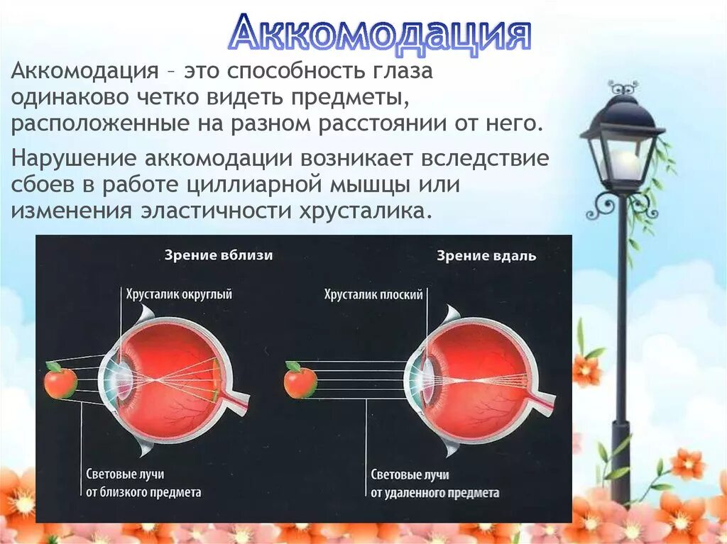 Аккомодация вблизи. Аккомодация хрусталика глаза. аккомодация острота зрения. структуры глаза участвующие в аккомодации. нарушение аккомодации.