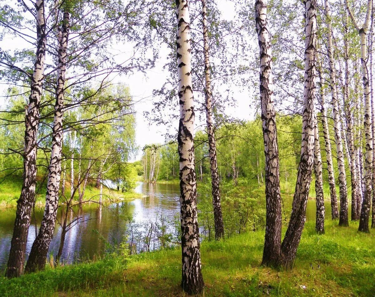 березовая роща с озером. березовая роща озеро ивановская область. березовая роща тутаев. березовая роща река озеро. березовая роща река озеро.