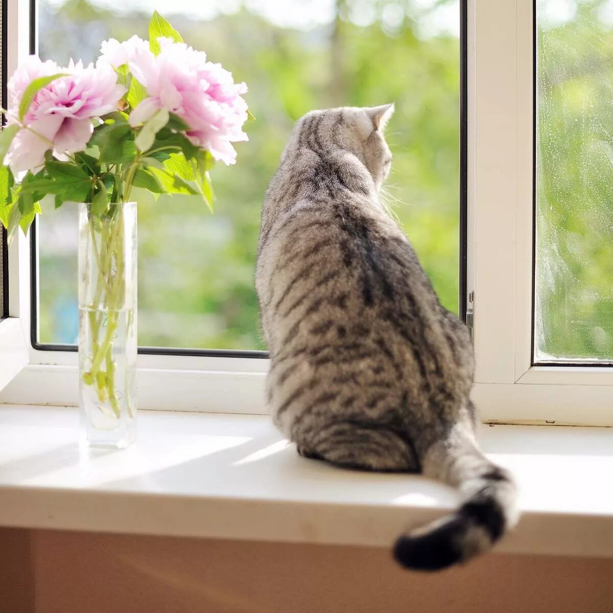 Кот открывает окно. Кошка на подоконнике. Кот на окне. Котик на подоконнике. Кошки на окошке.