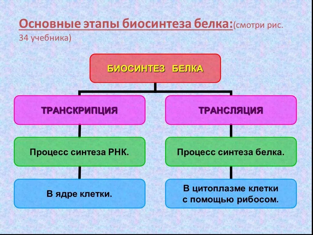 Фазы синтеза таблица. Основные этапы биосинтеза белка. биосинтез белка этапы биосинтеза. перечислите этапы синтеза белка. основные этапы биосинтеза белков.