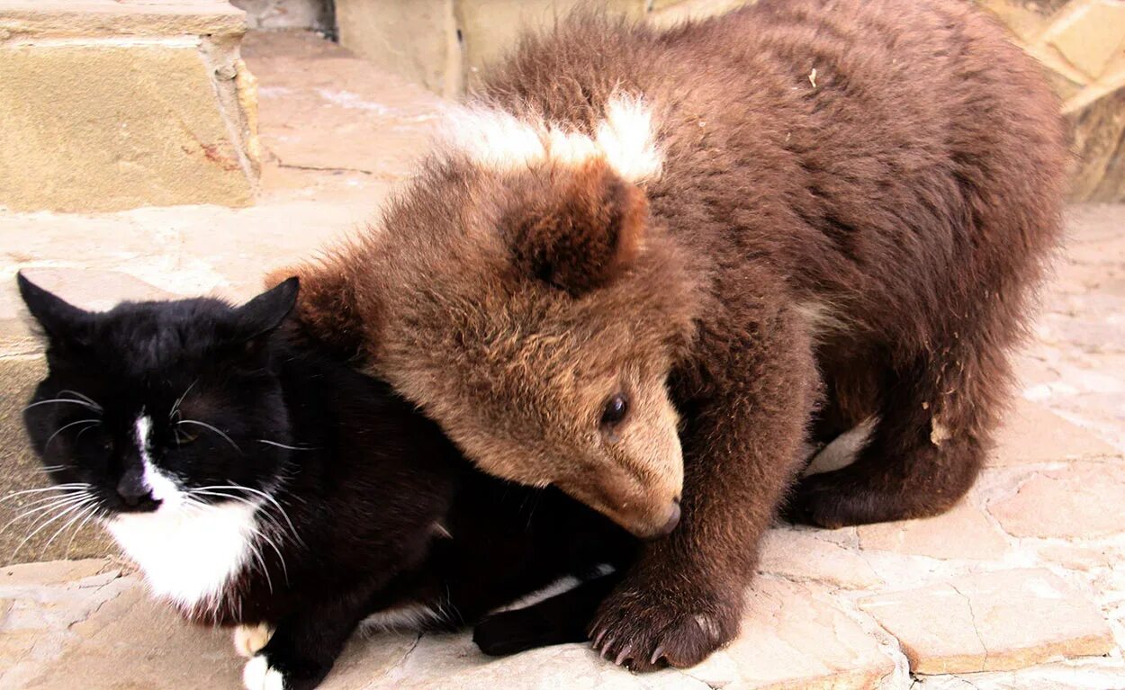 Включи кот и медведь. Кошка медведь. Медвежонок и кошка. Медведь и котенок. Мишка обнимает котенка.