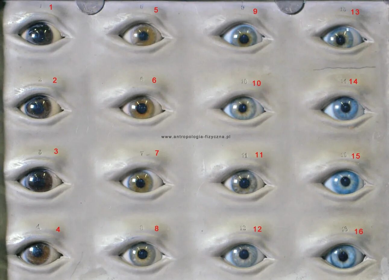 Как узнать какие глаза