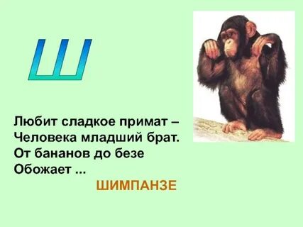 Мартышка загадка