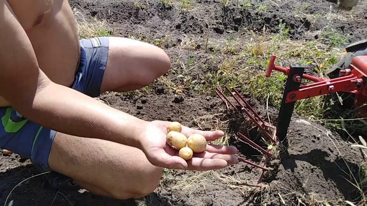 Как перебрать картошку