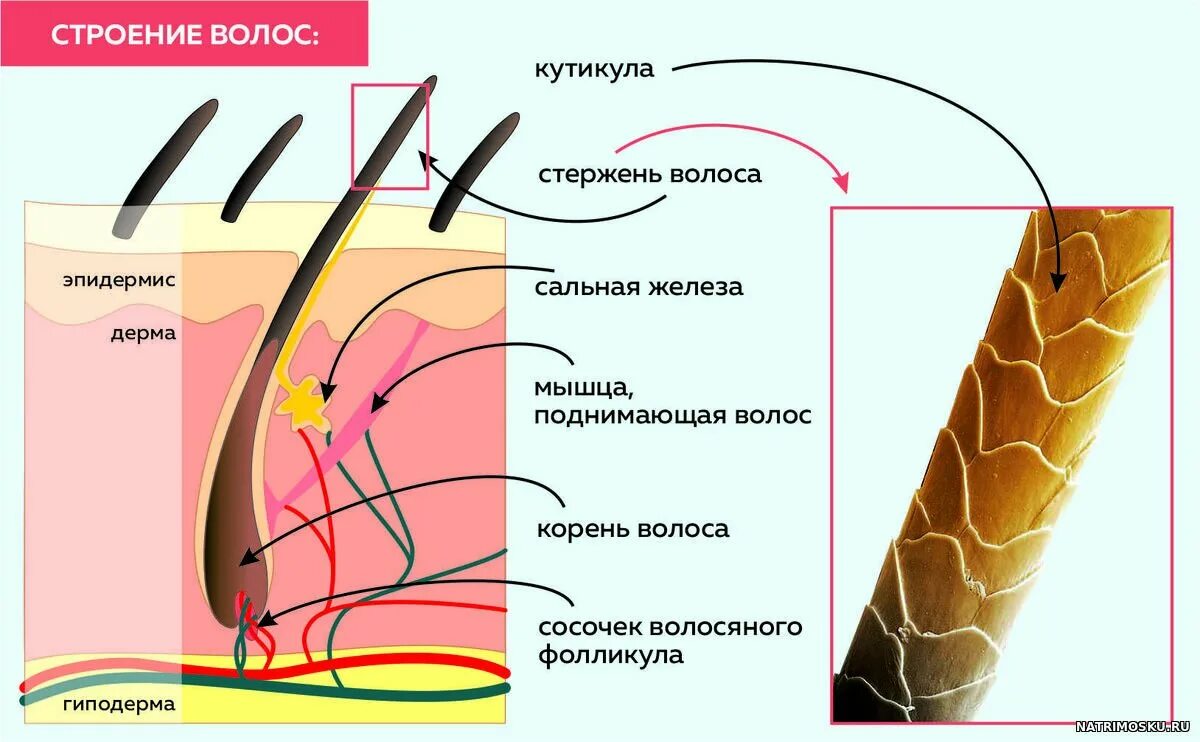 Слои корня волос. Строение волосяного фолликула схема. Строение волоса. Строение стержня волоса. Строение волос на голове.