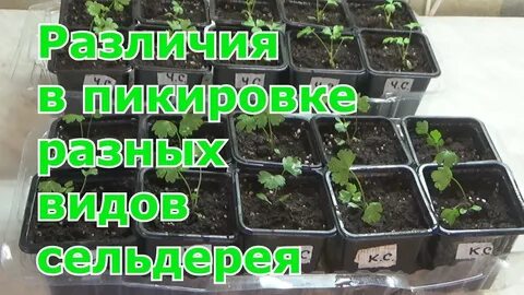 Пикировка сельдерея листового