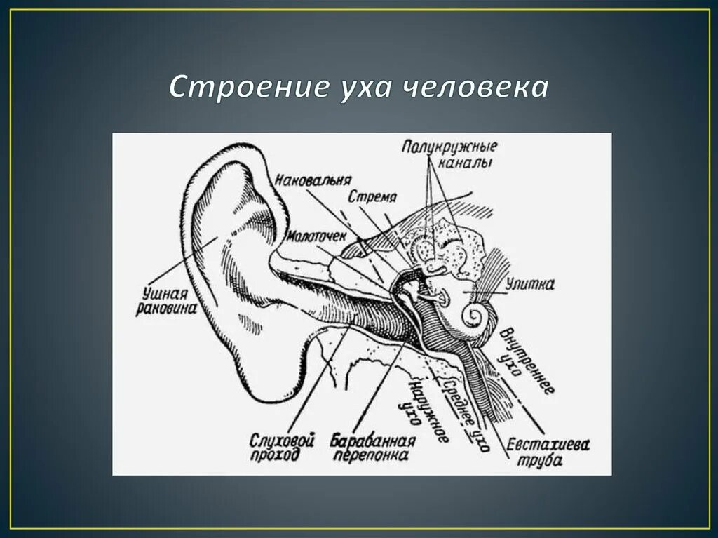 3 отдела органа слуха. Схема строения наружного среднего и внутреннего уха. Строение уха вид сбоку. Строение уха сбоку. Строение уха схема анатомия.