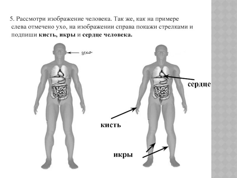 Рассмотри изображение человека. Строение тела человека ВПР. Рассмотрим изображение человека покажи стрелками. Рассмотри изображение человека ВПР.