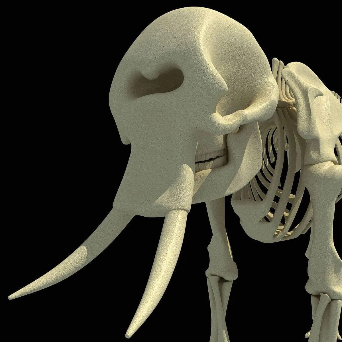 Слоновый череп. Скелет слона.