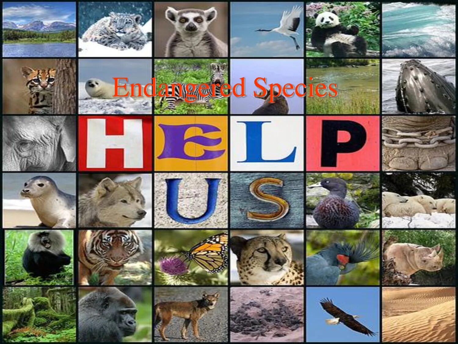 Животные на ы. Фотоколлаж исчезающие виды животных. Проект endangered species of animals. Save animals. Our endangered planet