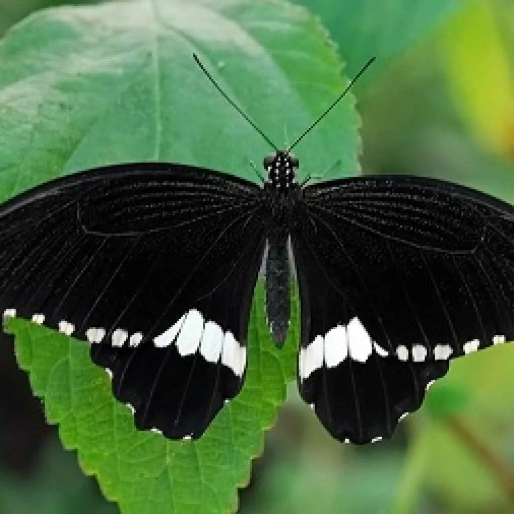 Бабочка черный глянец. Papilio Polytes бабочка. Бабочка Limenitis Arthemis. Белый парусник бабочка. Бабочка черная.