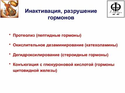 Гормоны разрушаются