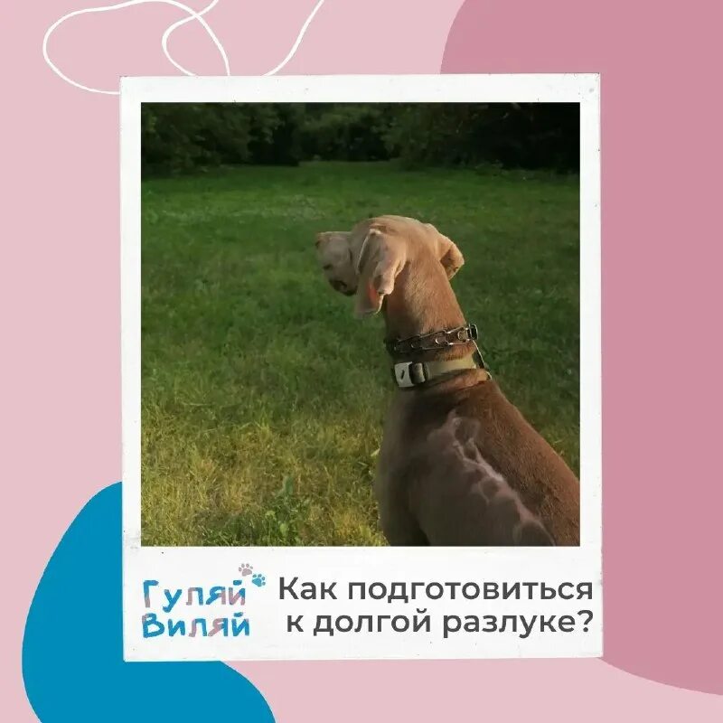 Гуляй виляй. Гуляй виляй. Гуляй виляй. Гуляй виляй. Гуляй виляй.