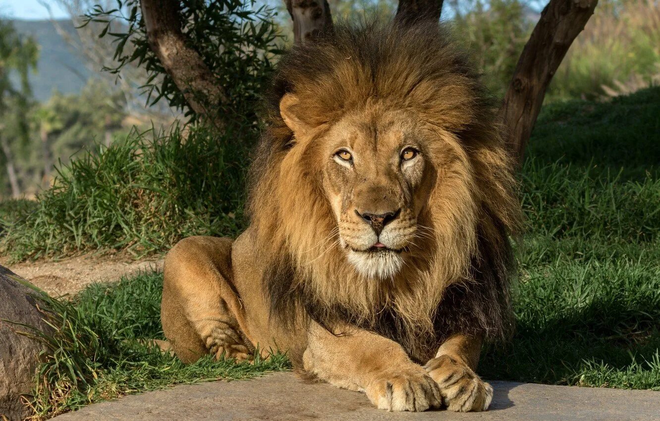 C лев. Лев фото. Морда льва. Лев картинки красивые. Красивые фото львов.