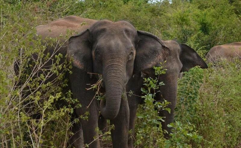 Elephants time. Животные Шри Ланки. Слоновий питомник Удавалава. Приют для слонов Пиннавела. Остров похожий на слона.