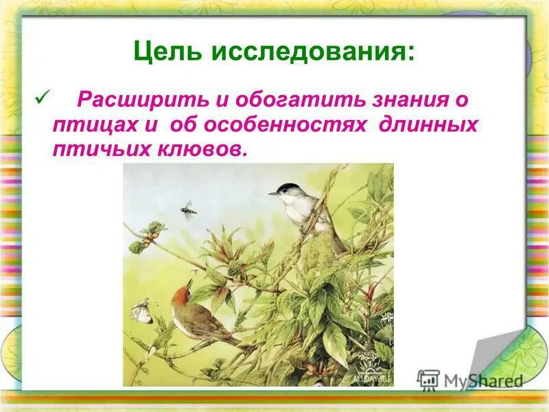 исследовательская работа птицы