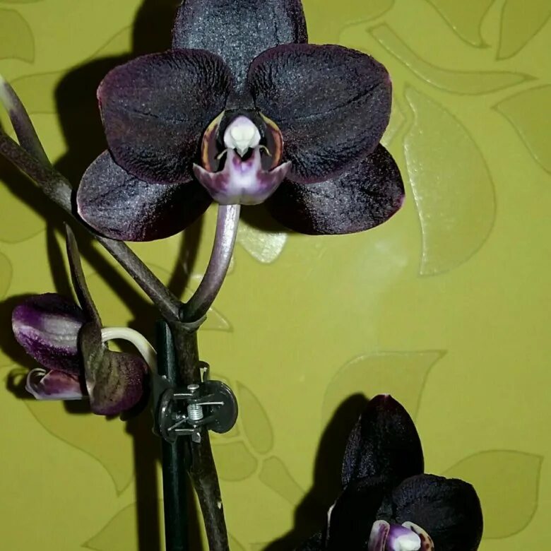 Орхидея купить рязань. Фаленопсис Блэк принц. Орхидея Блэк принц. Орхидея фаленопсис Блэк принц. Фаленопсис Блэк Магик.