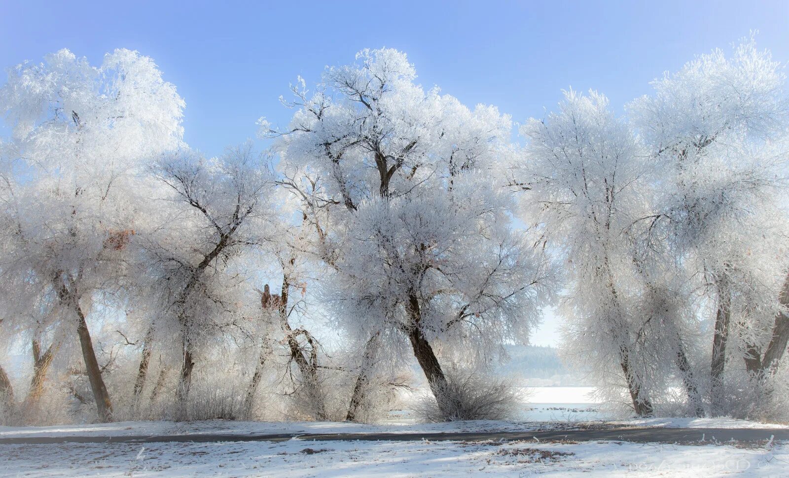 Иней на деревьях. Зимнее дерево. Деревья в снегу. Зимний пейзаж. Зима красивые деревья