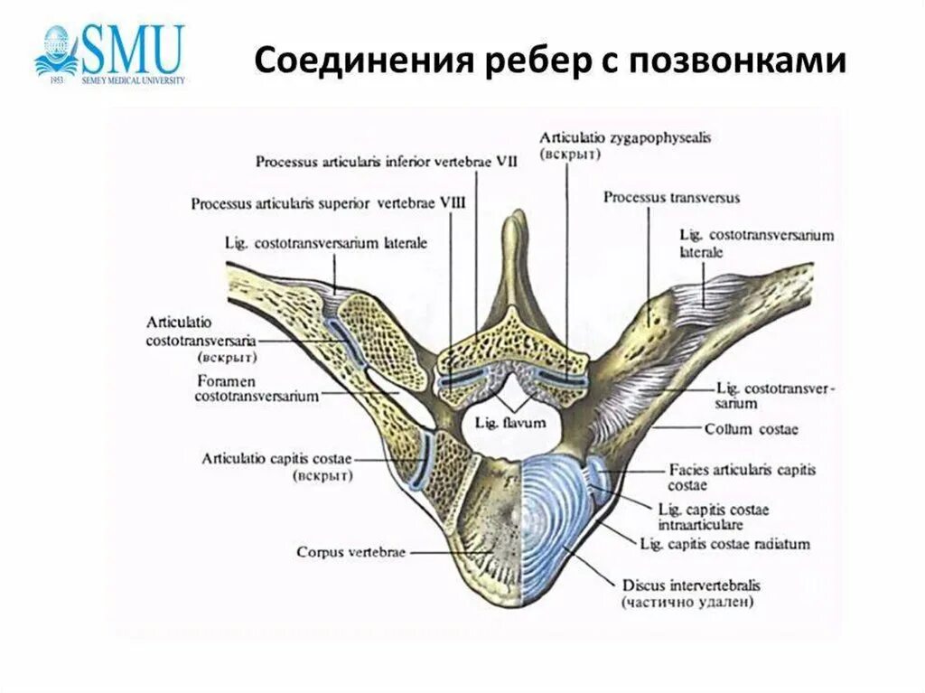 Реберно позвонковых. Анатомия реберно позвоночных суставов. реберно поперечный сустав. связки ребер анатомия. связки грудины анатомия.