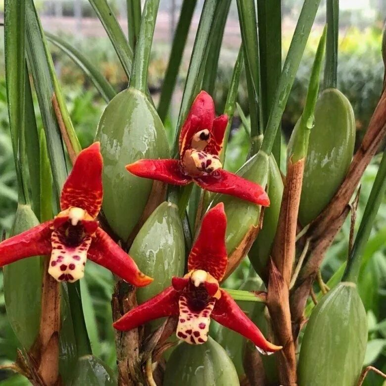 Maxillaria kautskyi: лучшие фотографии Планета земля Фотогалерея природы на dia-