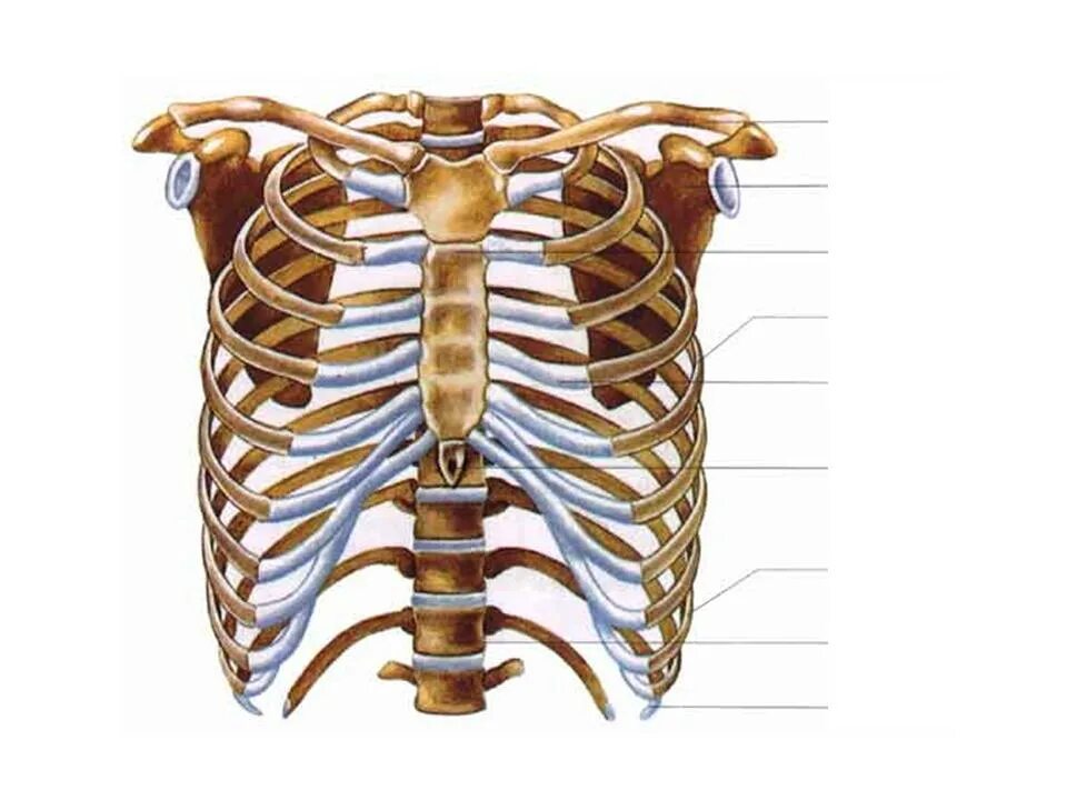 Сколько ребер на 1 стороне. Ребра и Грудина анатомия. Кости грудины анатомия. Кости рёбер с грудиной. 1 Ребро и Грудина.