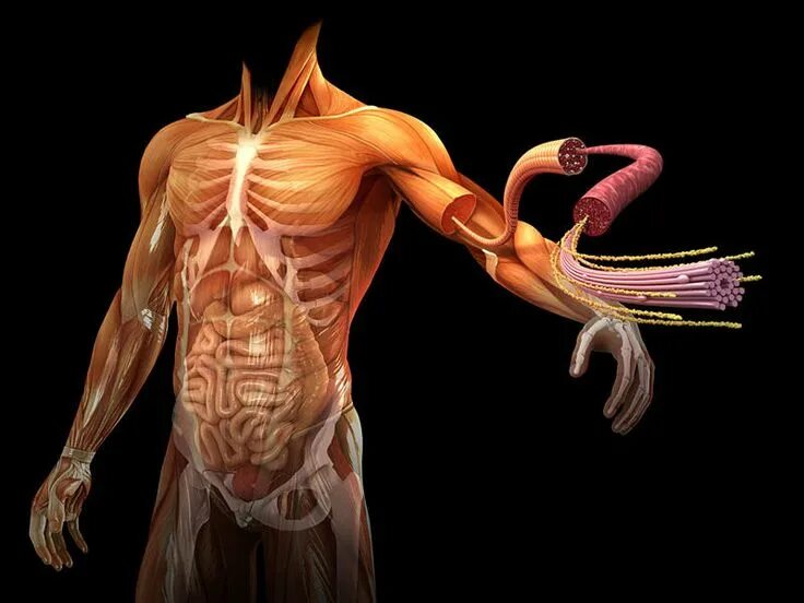 Мышцы орган человека. Мышечный скелет. Биодинамика мышц.