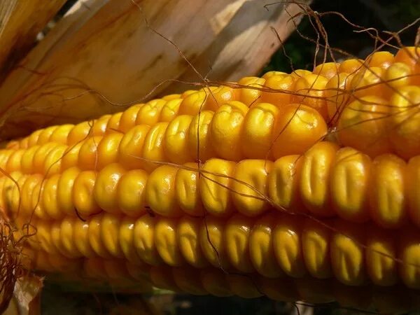 Кукуруза маис. Маис бобы. забугорная кукуруза маис. маис ставрополь кукуруза.