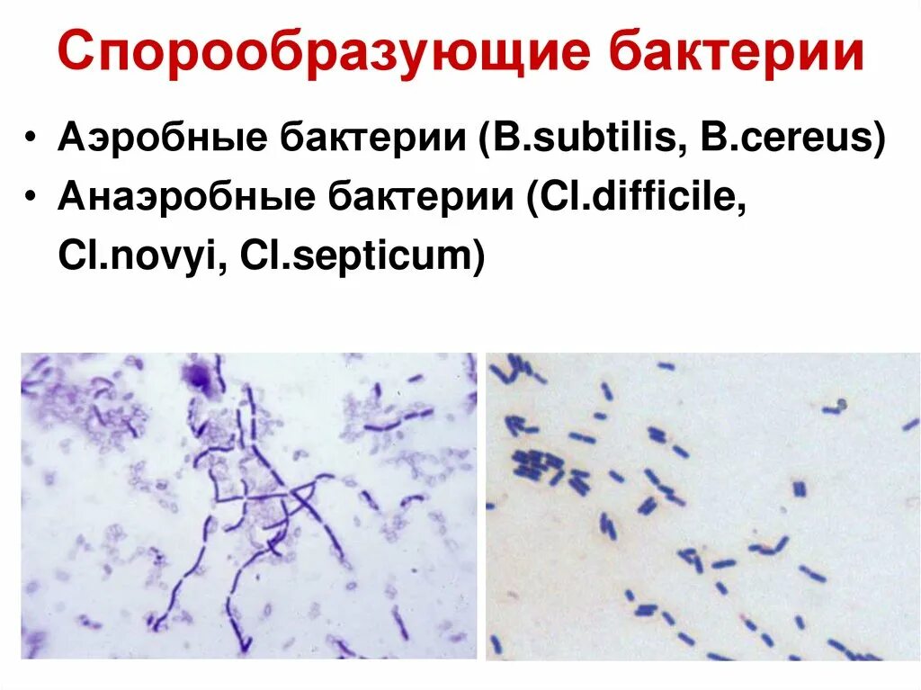 Микроорганизмы образующие споры