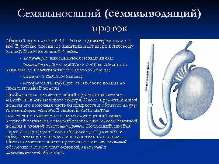 Семявыносящий проток и яичко строение. Семявыносящий проток 4 части. Семявыносящий проток внутреннее строение. Семявыносящий проток анатомия строение. Функции придатка яичка