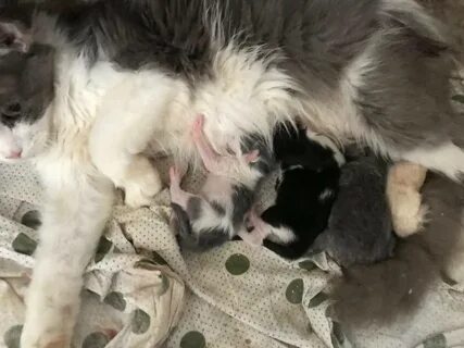 Женщина родила котенка