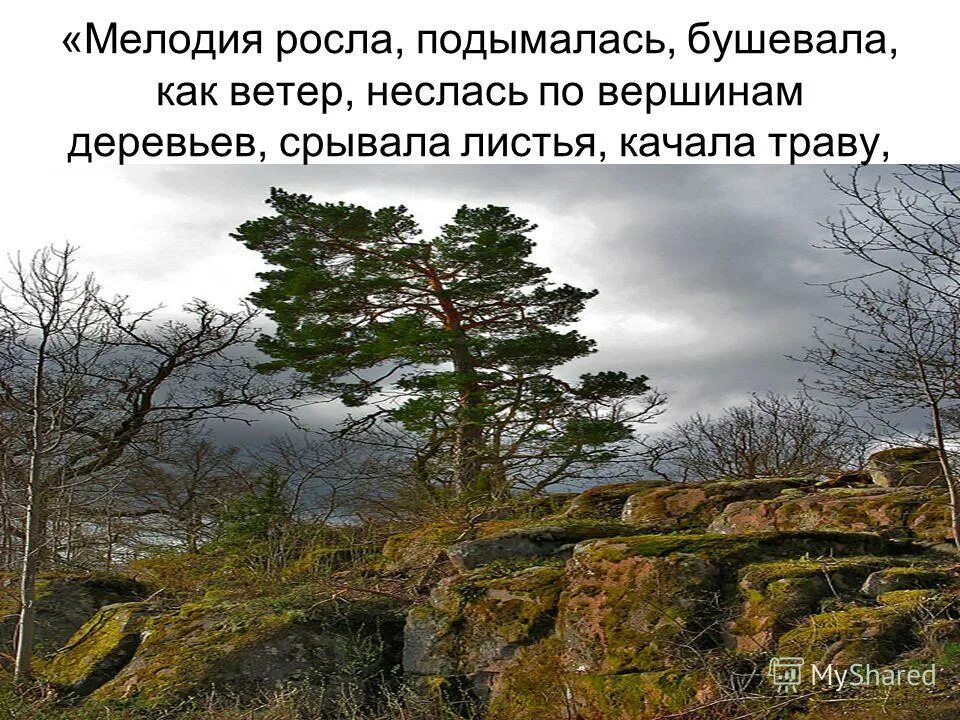 Ветер несется ломает сучья. Женский голос как ветер несется анализ. 5 маленьких предложений. Пейзаж с ветром. Деревья поломало ветром.