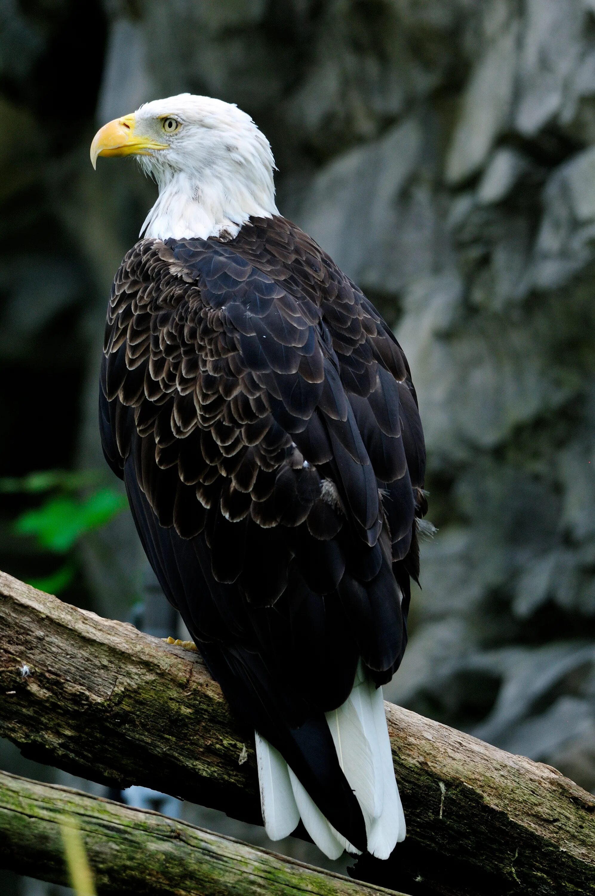 The bird of us. "Белоголовый Орлан". Haliaeetus leucocephalus. Американский белоголовый Орел. Американский Орлан.