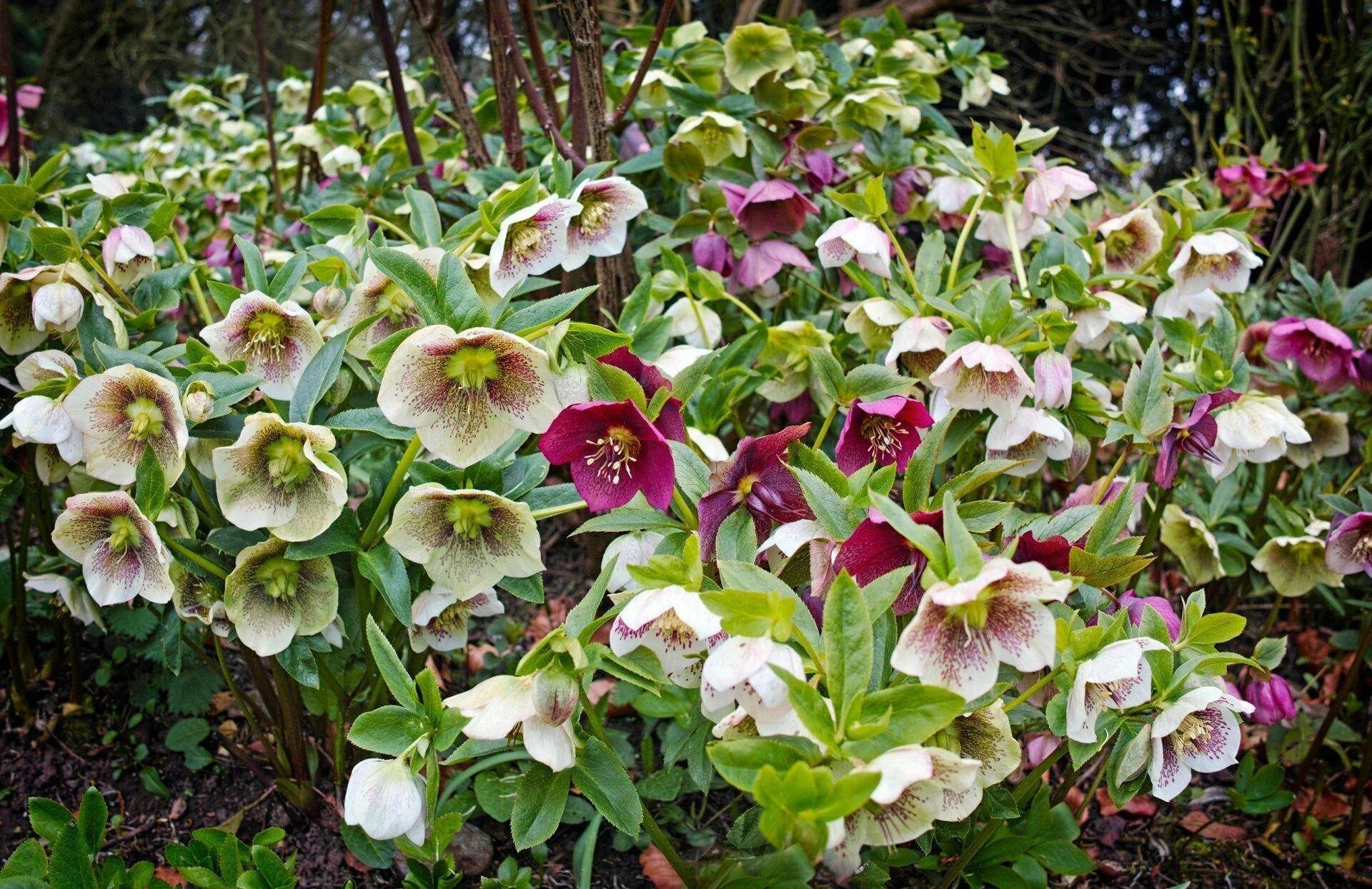 Морозник посадка и уход. Морозник Абхазский Helleborus abchasicus. Морозник Монсежур. Морозник (Helleborus). Морозник (геллеборус) черный.