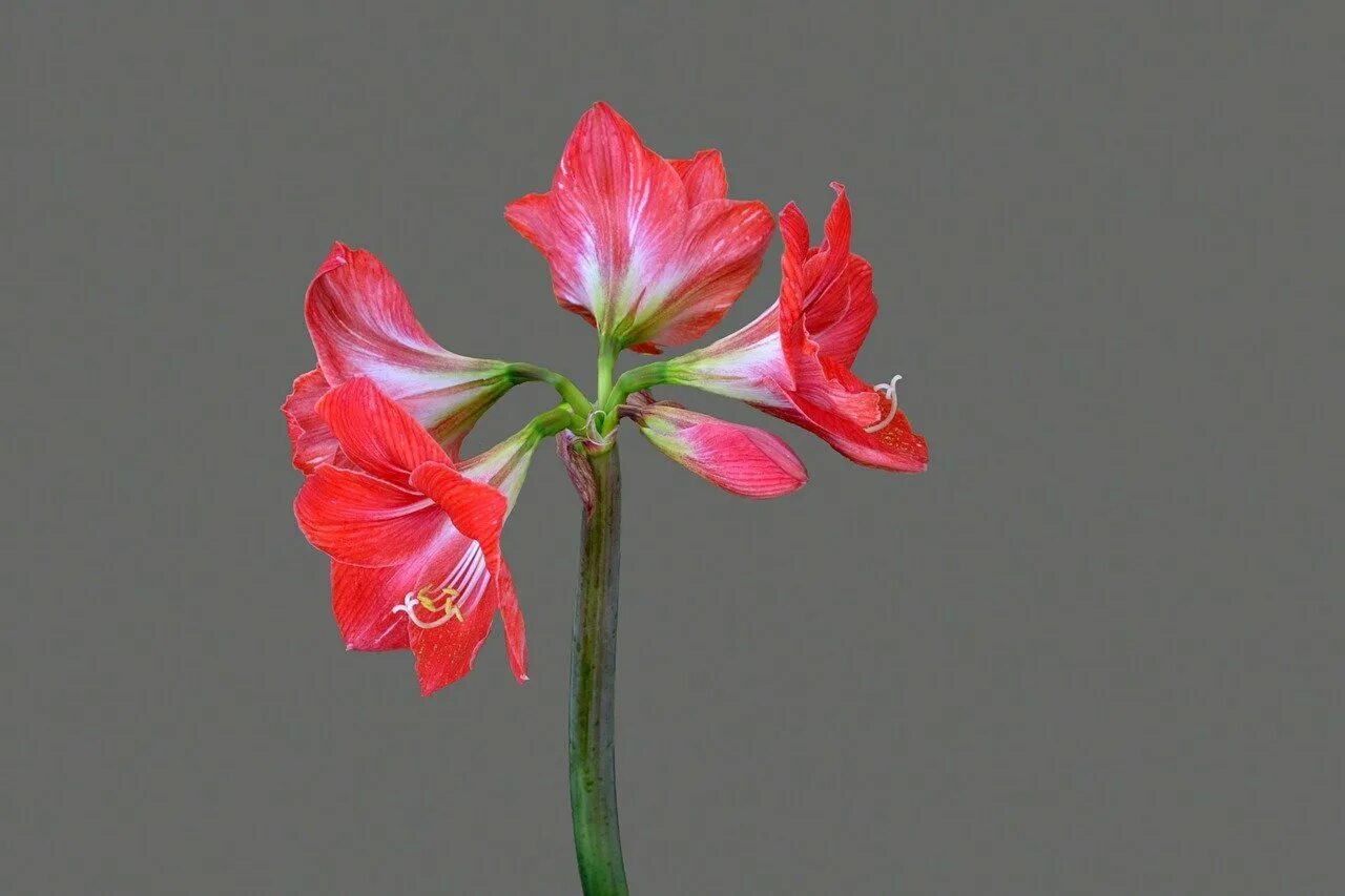 Цветок похож на лилию на толстом стебле. Амариллис цветок. Амариллис красный. Амариллис блоссом. Амариллис сиреневый.