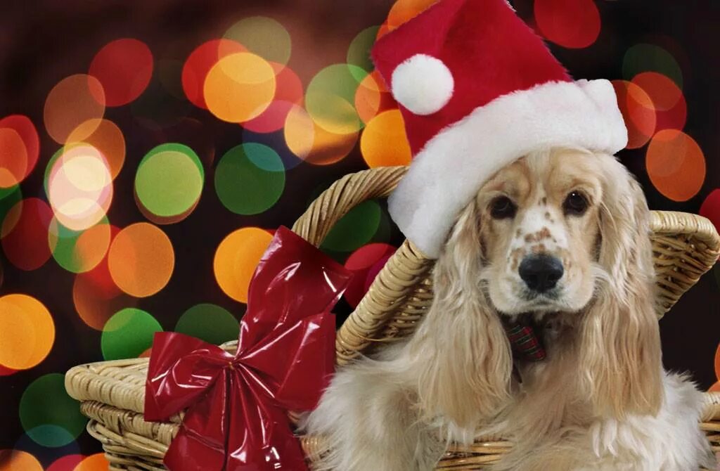 здравствуй новый год собаки. здравствуй новый год собаки. здравствуй новый год собаки. новогоднее поздравление с собаками. здравствуй новый год собаки.