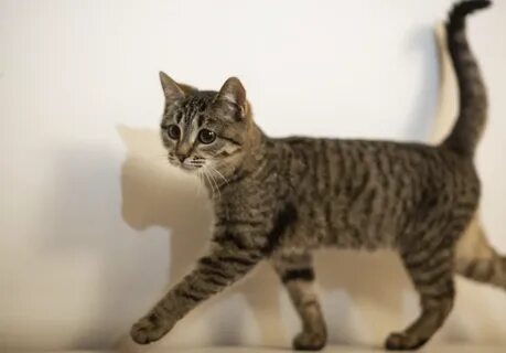 Записи автора Вероника Головчиц. koteno5. 