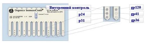 Антитела иммуноблот