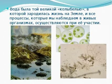 Жизнь на земле зародилась в воде