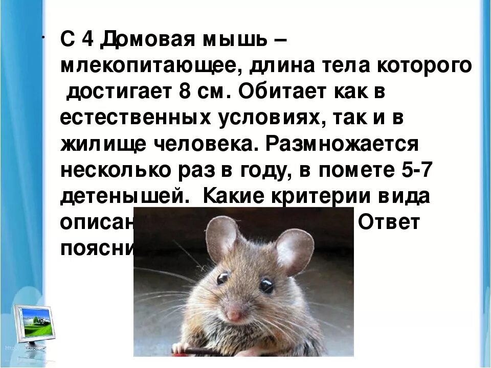 Домовая мышь млекопитающее длина. Домовая мышь. Мышь млекопитающее. Мышь домашняя Продолжительность жизни. Повадки мышей.