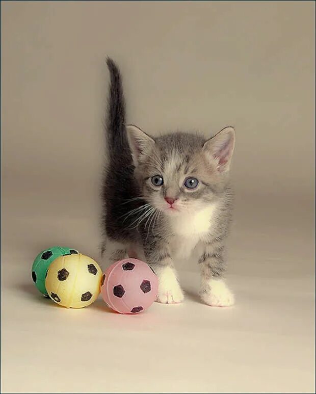 Котики любят играть. Кошки маленькие. котенок с мячиком. котята играются. маленькие котики.....игривые.
