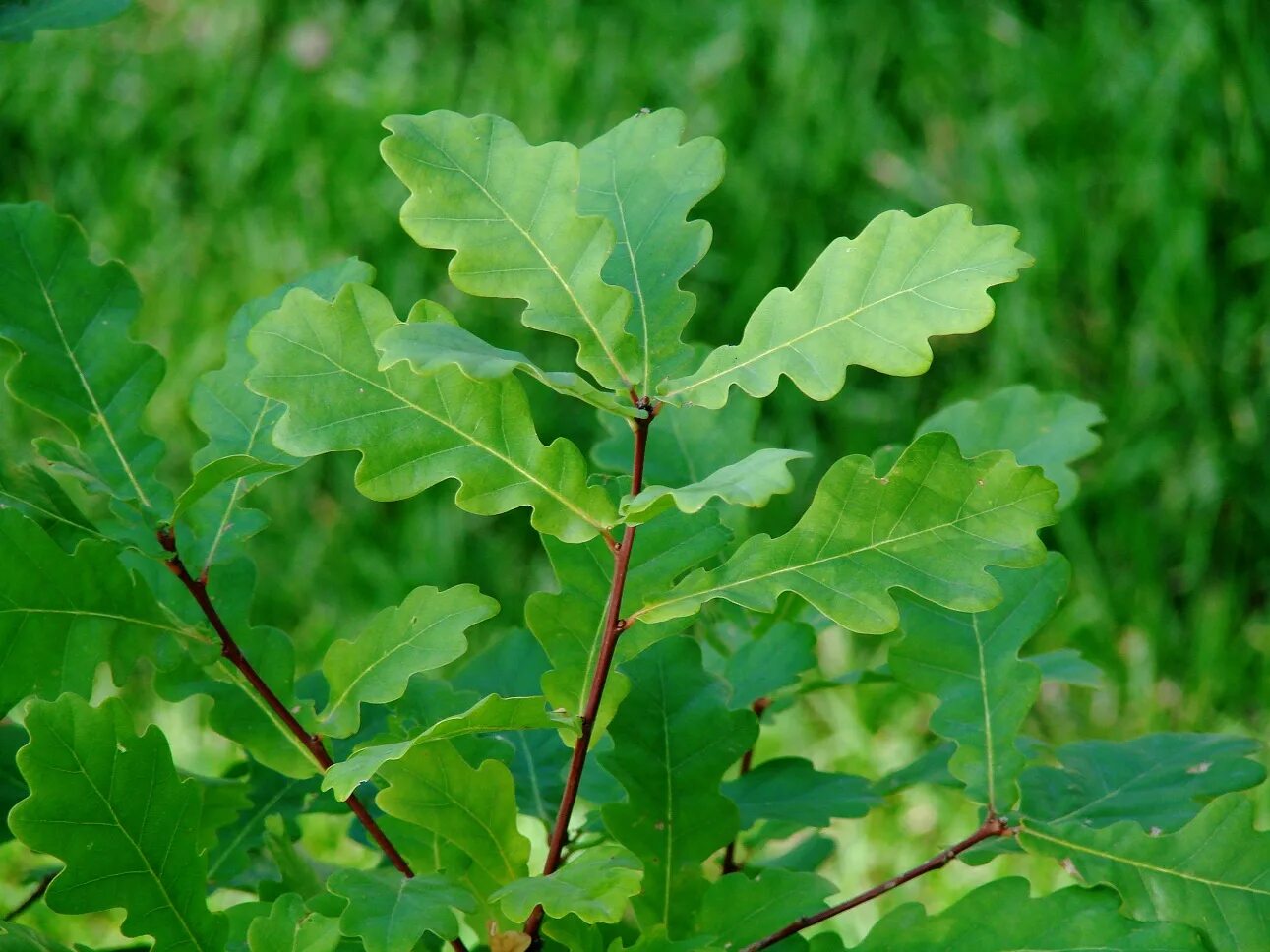 Дуб черешчатый (Quercus Robur). Дуб монгольский черешчатый. Дуб черешчатый лист. Дуб черешчатый "Аргентеомаргината". Диаметр дуба черешчатого